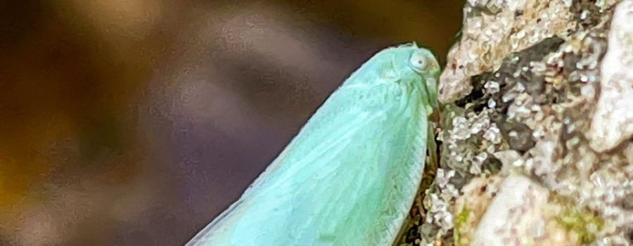 A Northern Flatid planthopper perches momentarily on an outcropping of rock near it’s host plants.