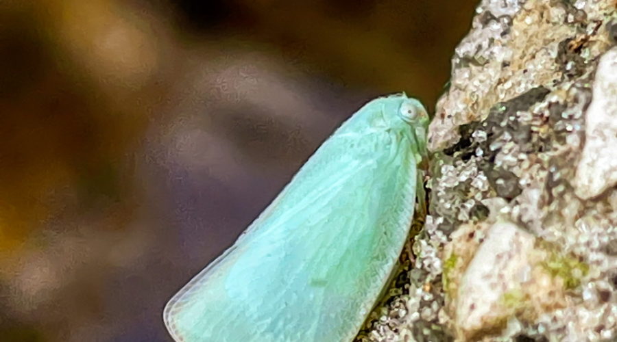 A Northern Flatid planthopper perches momentarily on an outcropping of rock near it’s host plants.