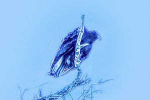 The Amazing Black Vulture Really Pops in Blue