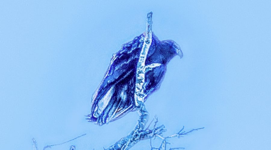The Amazing Black Vulture Really Pops in Blue