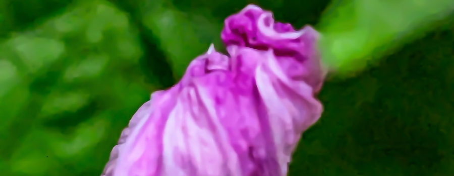 An ornamental sweet potato flower is folded up tight in the early afternoon.
