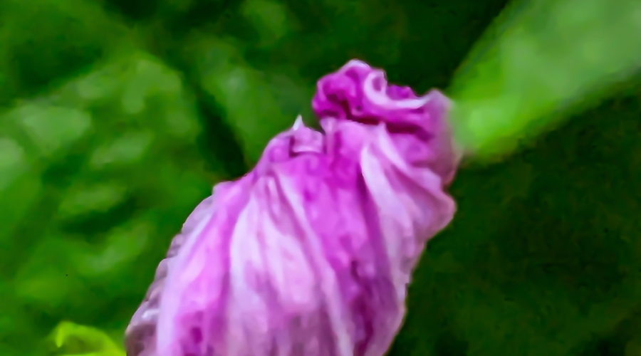An ornamental sweet potato flower is folded up tight in the early afternoon.