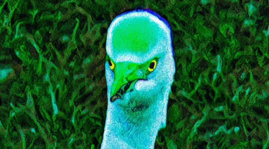 This Beautiful Bird Wishes You a Great St.  Patrick’s Day!