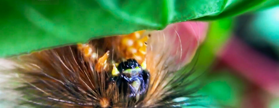This macro photo gives close up details of the face and front feet of a salt marsh moth caterpillar.