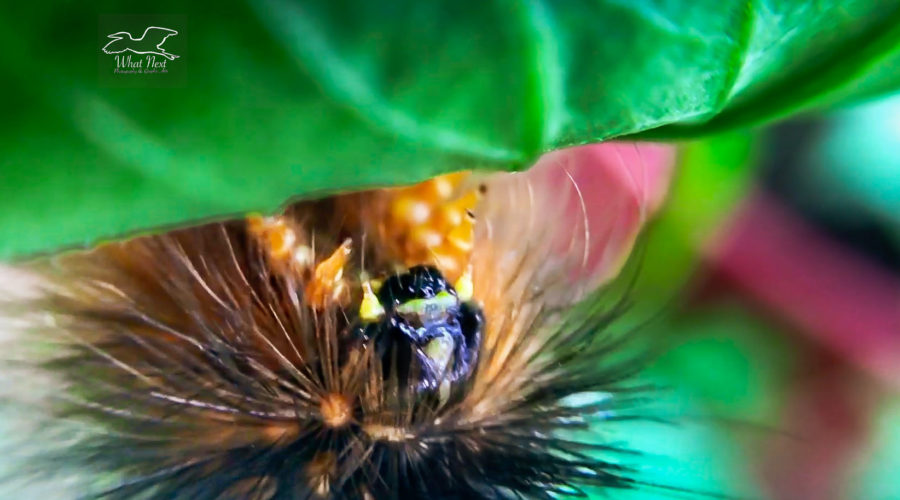 This macro photo gives close up details of the face and front feet of a salt marsh moth caterpillar.
