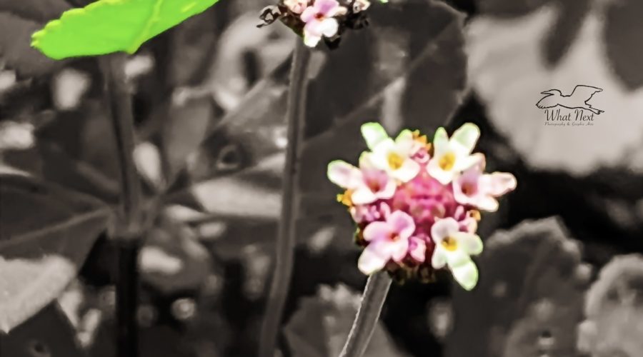 A pair of colorful turkey tangle flowers are emphasized against a black and white background.