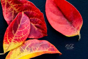 A group of colorful fallen viburnum leaves are arranged on a background of black leather.