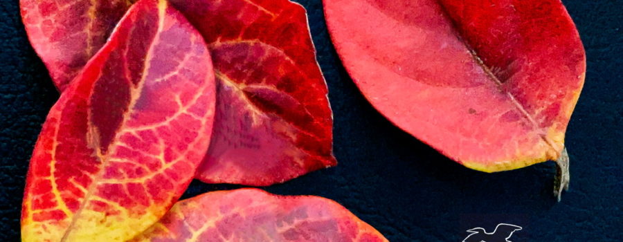 A group of colorful fallen viburnum leaves are arranged on a background of black leather.