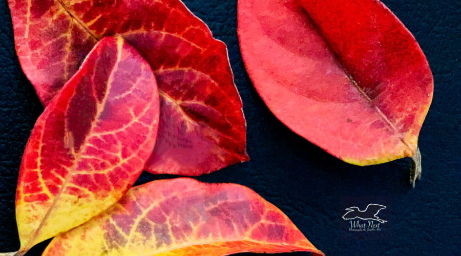A group of colorful fallen viburnum leaves are arranged on a background of black leather.