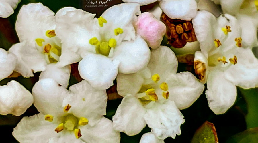 A small pink laurestine bud remains amongst the east of the already open flowers in the raceme.
