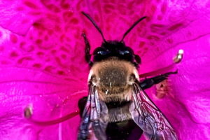A southeastern blueberry bee searches for nectar and pollen inside an azalea flower with brilliant pink petals.