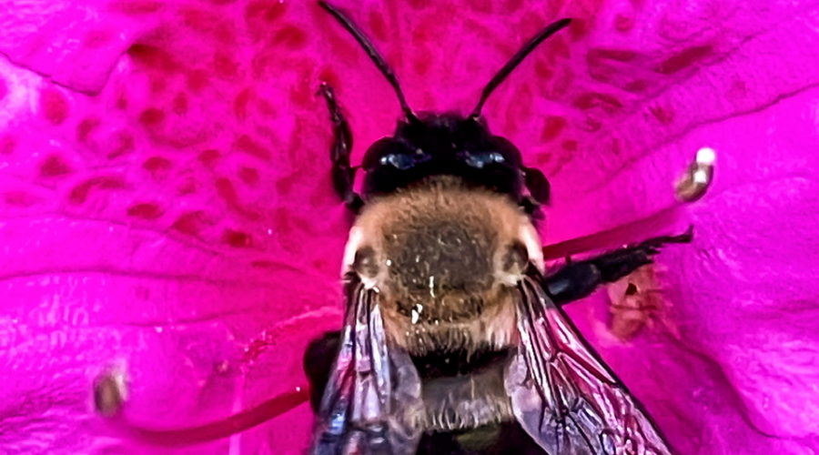 A southeastern blueberry bee searches for nectar and pollen inside an azalea flower with brilliant pink petals.