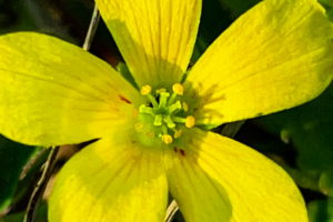 This closeup shot of a slender yellow wood sorrel shows it’s faint red lines, stamens, and pistils.