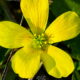 Slender Yellow Wood Sorrel is Another Beautiful Florida Weed