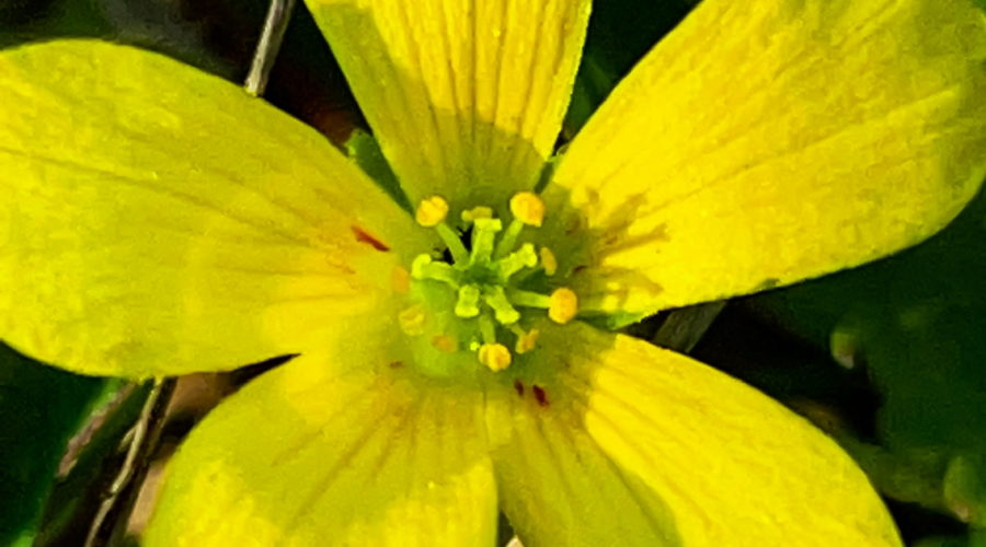 This closeup shot of a slender yellow wood sorrel shows it’s faint red lines, stamens, and pistils.