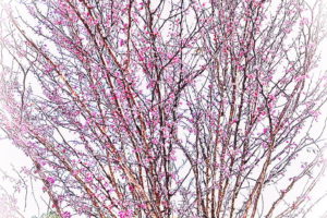 A colorful eastern redbud tree is the next subject in the tree series.