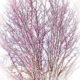 The Next in the Tree Series is a Colorful Redbud