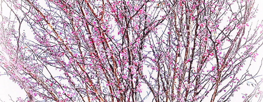 A colorful eastern redbud tree is the next subject in the tree series.
