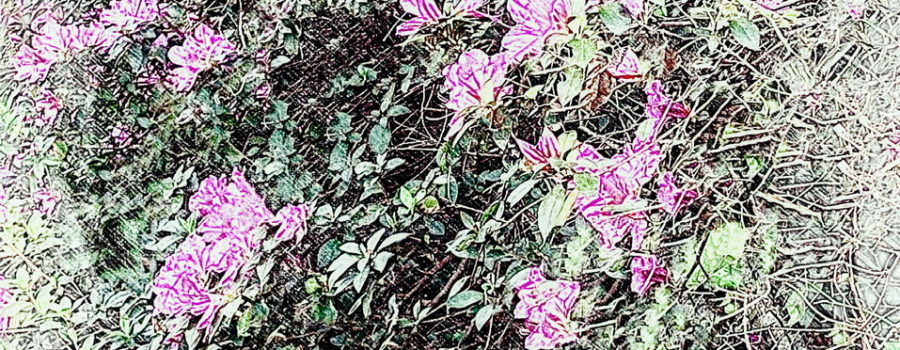 A large azalea with lots of blossoms is the subject of this fine art photograph, part of a series.