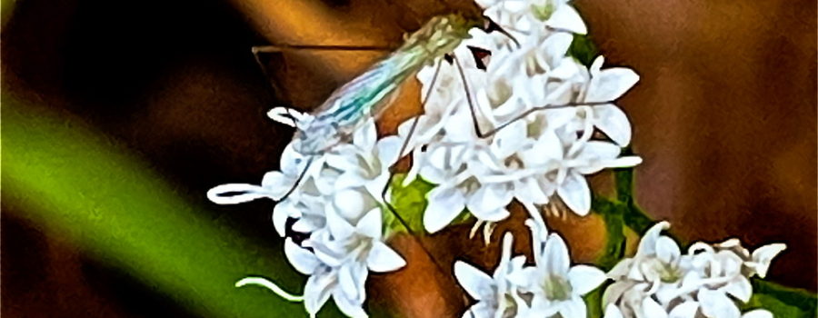 A ferruginous Tiger Crane fly is busy feeling on and pollinating the garden valerian flowers.