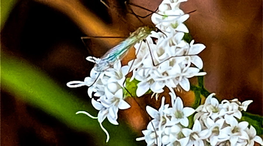 A ferruginous Tiger Crane fly is busy feeling on and pollinating the garden valerian flowers.