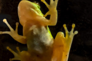 This image shows the underside of a green tree frog as it clings to a window while hunting insects.