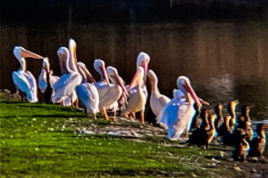 A squadron of white Pelicans are seen loafing on the side of a pond along with a group of double crested cormorants.