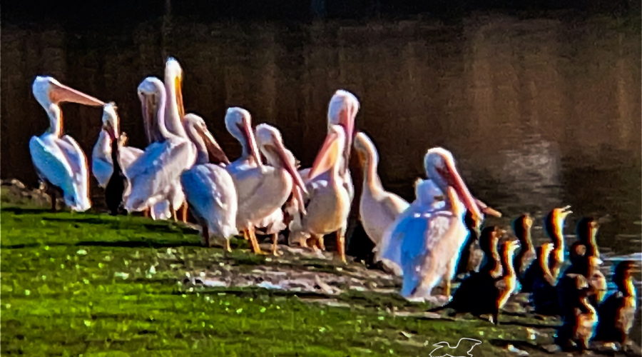 A squadron of white Pelicans are seen loafing on the side of a pond along with a group of double crested cormorants.