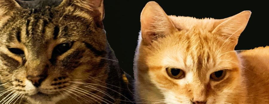 A pair of domestic cats relax together while waiting for dinner.