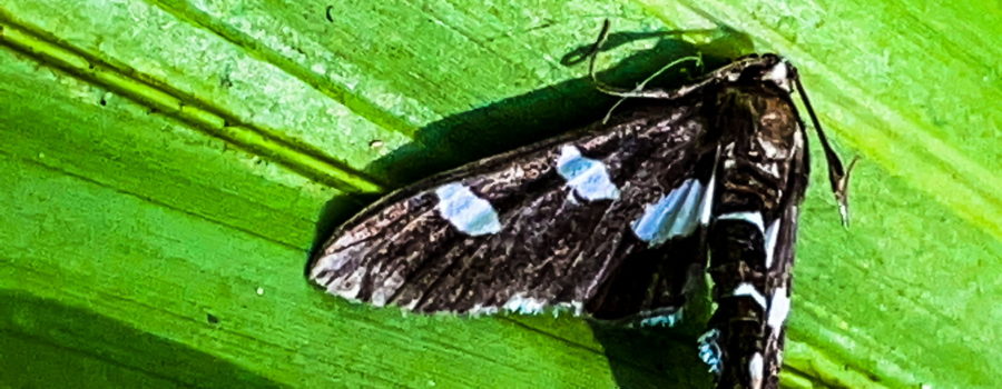 Grape leaf folder moths are very benign, but their caterpillars can damage grape vines.
