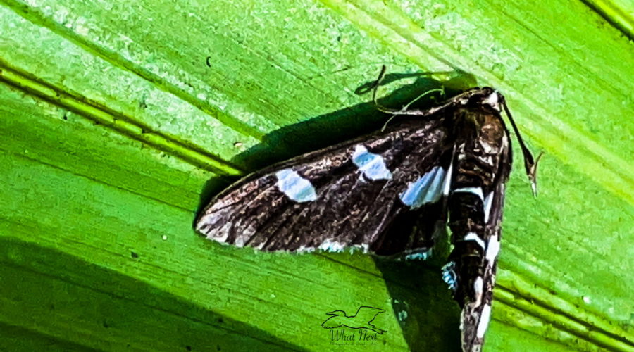 Grape leaf folder moths are very benign, but their caterpillars can damage grape vines.