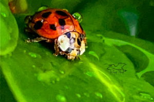 An Asian multicolored Ladybeetle is seen crawling along the leaves of a dewy bush.