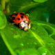 The Asian Multicolored Ladybeetle is Another Good and Bad Story