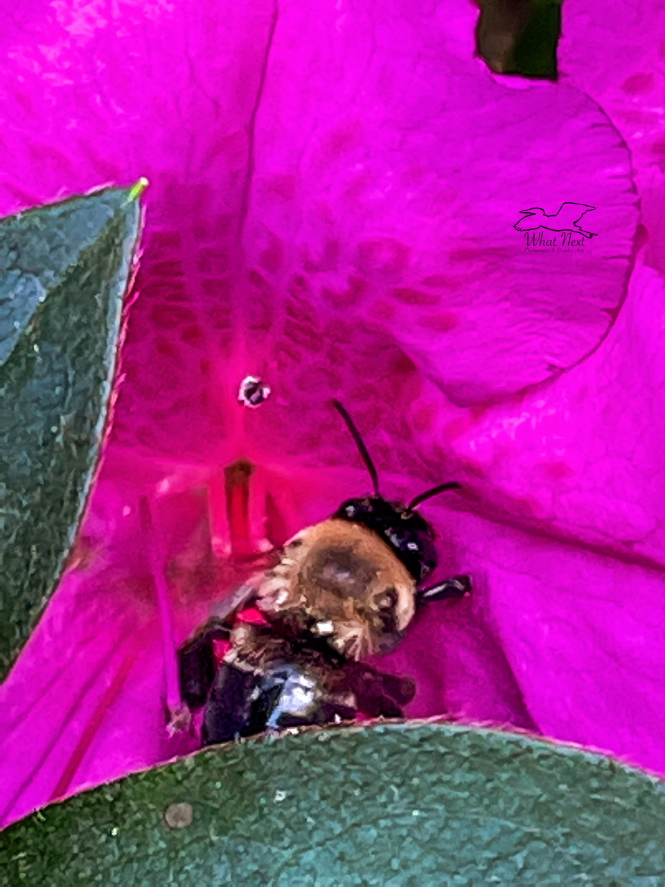 The Southeastern Blueberry Bee Is An Amazing Pollinator – What Next ...