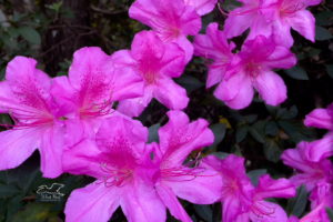 A group of pink azaleas n full bloom are a beautiful spring sight.