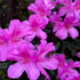 Spring is Here When the Beautiful Azaleas Blossom