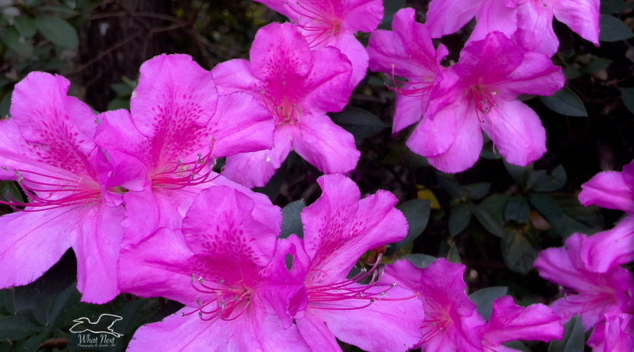 A group of pink azaleas n full bloom are a beautiful spring sight.