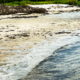 The Best Known Florida Habitat is the Beach