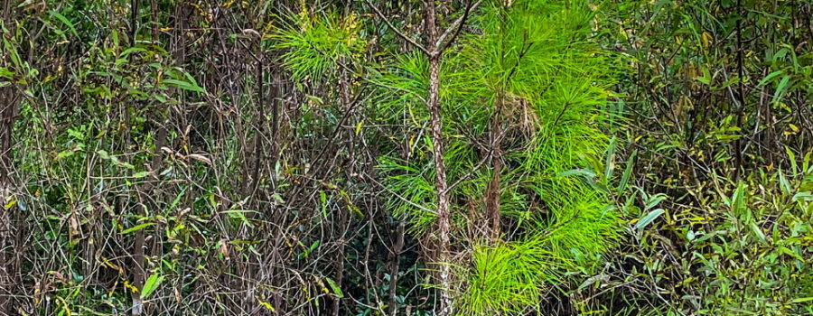 A five to six foot tall longleaf pine sapling is already developing the rough, scaly bark that helps it to withstand the frequent fires in it’s ecosystem.