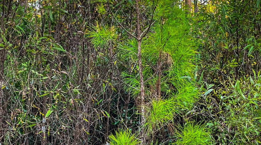 A five to six foot tall longleaf pine sapling is already developing the rough, scaly bark that helps it to withstand the frequent fires in it’s ecosystem.