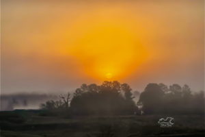 A colorful sunrise over a pine and oak forest is enhanced by the thick fog.