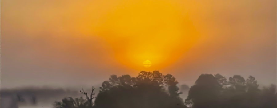 A colorful sunrise over a pine and oak forest is enhanced by the thick fog.