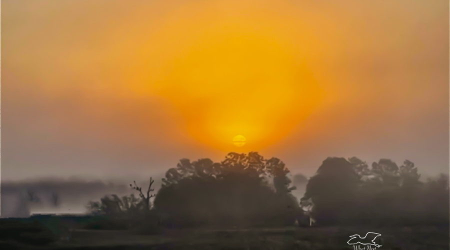 A colorful sunrise over a pine and oak forest is enhanced by the thick fog.