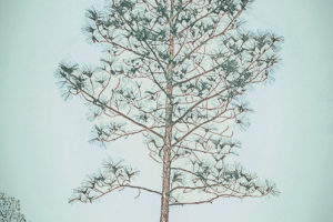 An artistic photographic rendition of a longleaf pine tree shows it towering majestically above all the other vegetation.