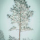 The Final Tree in the Series is a Beautiful Longleaf Pine