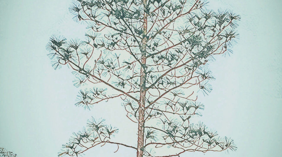 An artistic photographic rendition of a longleaf pine tree shows it towering majestically above all the other vegetation.