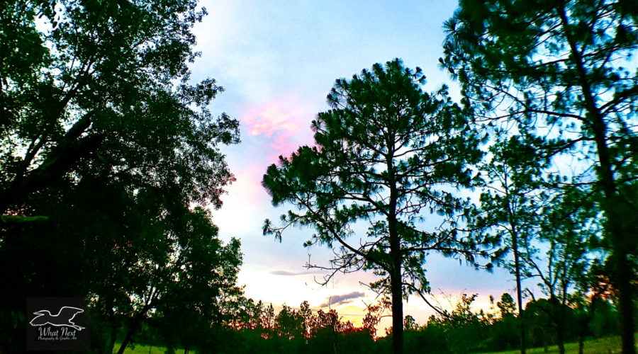 This pretty landscape was shot with a fisheye lens giving it an interesting curved appearance.