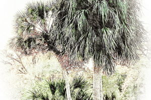 Three cabbage palm trees at various stages of growth are the subject of this fine art photograph.