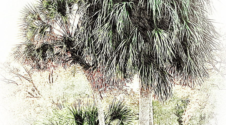 Three cabbage palm trees at various stages of growth are the subject of this fine art photograph.