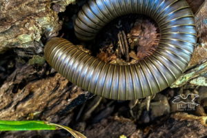 An American giant millipede goes into protective mode when disturbed. Protective mode includes curling up into a tight circle exposing only the outer back.